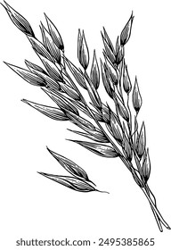 Hand drawn Oat Plant Sketch Illustration