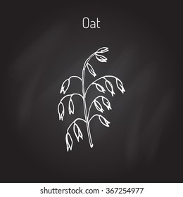 Hand drawn oats ears sketch. Vector illustration