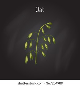 Hand drawn oats ears sketch. Vector illustration