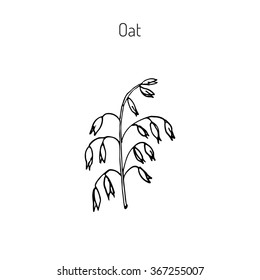 Hand drawn oats ears sketch. Vector illustration