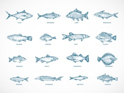 Hand Drawn Ocean Or Sea And River Fish Illustration Bundle. A Collection Of Salmon And Tuna Or Pike And Anchovy, Herring, Trout, Dorado Sketches Silhouettes. Isolated.