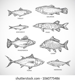 Hand Drawn Ocean or Sea and River Fish Set. A Collection of Salmon and Tuna or Pike and Anchovy, Herring, Trout, Carp Sketches Silhouettes. Engraving Style Drawings. Isolated.