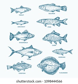 Hand Drawn Ocean or Sea and River Ten Fishes Set. A Collection of Salmon and Tuna or Pike and Anchovy, Herring, Trout, Carp Sketches Silhouettes. Isolated.