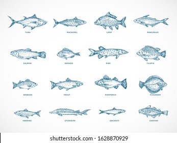 Hand Drawn Ocean or Sea and River Fish Illustration Bundle. A Collection of Salmon and Tuna or Pike and Anchovy, Herring, Trout, Dorado Sketches Silhouettes. Isolated.