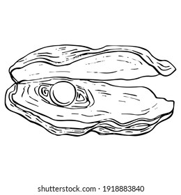 Conchas oceánicas dibujadas a mano aisladas en ilustración en blanco y negro.