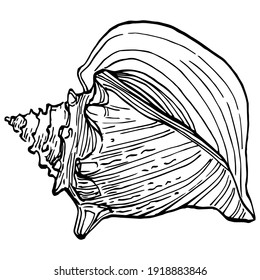 Hand drawn ocean shells isolated in black and white illustration.