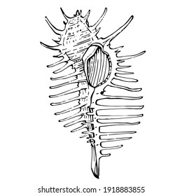 Hand drawn ocean shells isolated in black and white illustration.