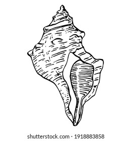 Hand drawn ocean shells isolated in black and white illustration.