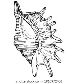 Hand drawn ocean shells isolated in black and white illustration.