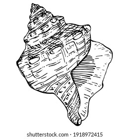 Hand drawn ocean shells isolated in black and white illustration.