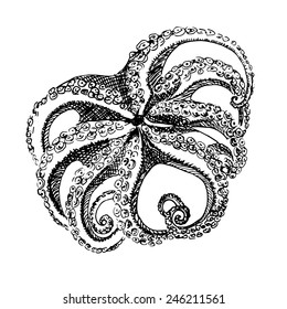 Hand drawn octopus illustration in black and white color