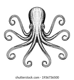 Hand Drawn Octopus Sea Monster