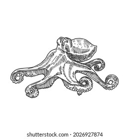 Handgezeichnete Octopus-Vektorgrafik. Abstrakte Seafood-Skizze. Stilzeichnung. Einzeln.