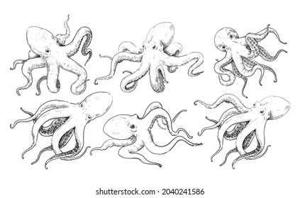 Hand drawn octopus. Vintage sea animal line engraving sketch with tentacles. Ocean predatory mollusk tattoo drawing. Marine restaurant menu graphic decorations. Vector cephalopods set