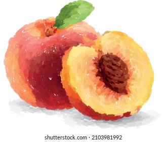 Hand drawn oil painting peach on white background. Vector illustration.