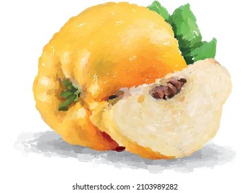 Hand drawn oil painting quince on white background. Vector illustration.