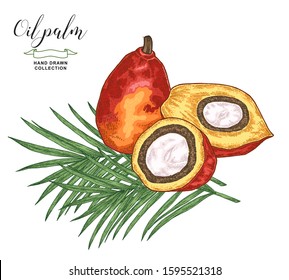 Hand drawn oil palm fruits and leaves. Colorful palm branches and nuts isolated on white background. Vector illustration botanical. Engraving style.