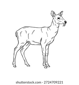 Ilustração de arte de linha Okapi desenhada à mão, Vetor de esboço animal preto e branco