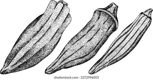 Plantas de okra extraídas a mano, Abelmoschus Esculentus. Ilustración vectorial de comida ecológica saludable.
