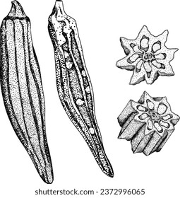 Hand drawn okra plants, Abelmoschus Esculentus. Vector engraving illustration of eco healthy food.