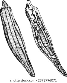 Plantas de okra extraídas a mano, Abelmoschus Esculentus. Ilustración vectorial de comida ecológica saludable.