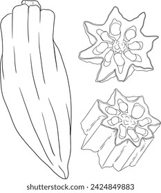 Hand drawn okra plants, Abelmoschus Esculentus. Vector coloring pages of eco healthy food.	