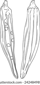 Hand drawn okra plants, Abelmoschus Esculentus. Vector coloring pages of eco healthy food.	