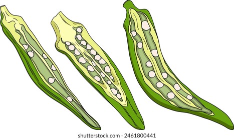 Hand drawn okra plants, Abelmoschus Esculentus. Vector colored eco healthy food.	
