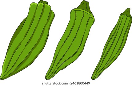 Hand drawn okra plants, Abelmoschus Esculentus. Vector colored eco healthy food.	