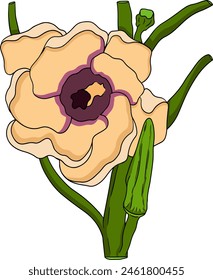 Hand drawn okra plants, Abelmoschus Esculentus. Vector colored eco healthy food.	