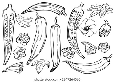 Hand drawn okra set. Vector sketch mage of a fresh okra pod, sliced pieces, leaves and flowers. Ink line drawing of the Abelmoschus esculentus plant. Ladys fingers vegetable in an engraving style.