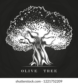 Hand drawn old olive tree on chalkboard