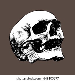 Hand drawn old skull.Grunge style. Vector object isolated on dark background.