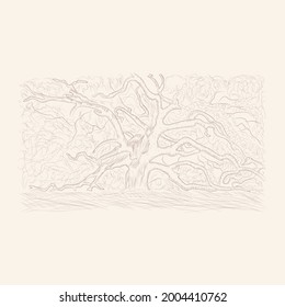 hand drawn old tree sketch illustration