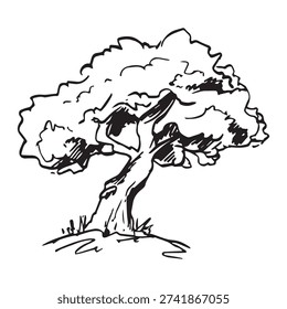 Hand drawn old tree sketch, vintage gnarled oak, twisted trunk, lush crown, black ink line art isolated on white background