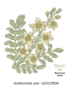 Hand drawn olibanum tree branch with flowers. Boswellia sacra vector illustration.