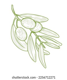 hand drawn olive botanical illustration.
