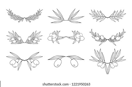 Hand drawn olive branch dividers set. Oliva leave border for extra virgin oil label. Vector isolated illustration.