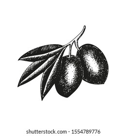 Hand drawn olive branch with fruits and leaves for Italian, Greek cuisine design, extra virgin oil food or cosmetic product packaging wrapper. Vector illustration isolated on white background.