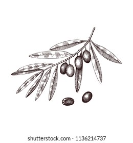 Hand drawn olive branch illustration. Vintage food illustration. Vector olives drawings on white background.