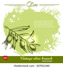 Hand drawn olive branch illustration on watercolor background. Sketch vector illustration of eco food.