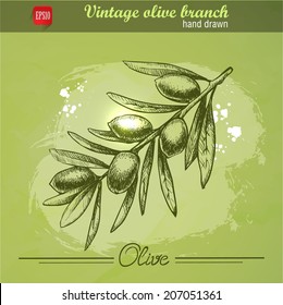 Hand drawn olive branch illustration on watercolor background