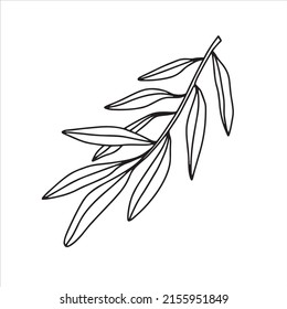 Hand drawn olive branch isolated on white background. Outline olive tree branch for menu, logo, greeting cards, patterns, web. Line art, doodle olive branch.