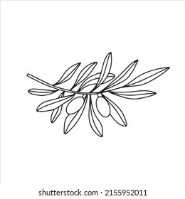 Rama de oliva dibujada a mano aislada en un fondo blanco. Esquema de rama de olivo para menú, logotipo, tarjetas de felicitación, patrones, web. Arte de líneas, rama de olivo de garabatos.