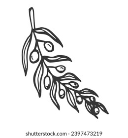 Hand drawn olive branch isolated on white background. Outline olive tree branch for menu, logo, greeting cards, patterns, web. Line art, one line doodle olive branch.