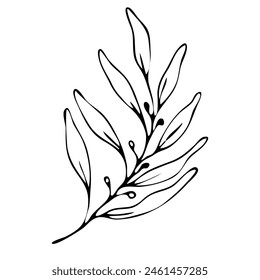Hand drawn olive branch isolated on white background. Outline olive tree branch for menu, logo, greeting cards