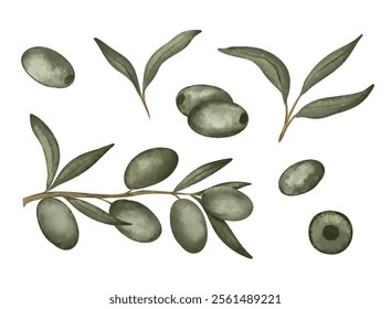 Hand drawn olive branch with leaves and olives isolated on white