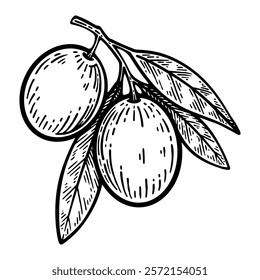 Hand Drawn Olive Branch, Olive Branch Line Art Engraving Style Vector Illustration