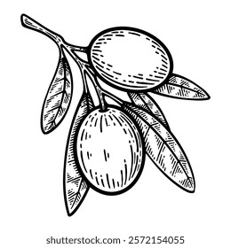 Hand Drawn Olive Branch, Olive Branch Line Art Engraving Style Vector Illustration