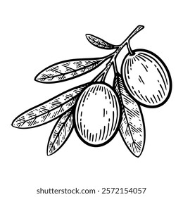 Hand Drawn Olive Branch, Olive Branch Line Art Engraving Style Vector Illustration